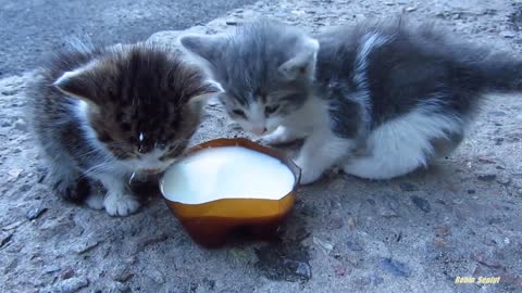 Innocent kittens drinking milk on the street