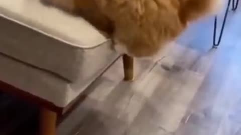 Funny cat video 1