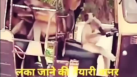 New Funny Animal WhatsApp Status 🤣 Zili Funny Video Status Monkey & Cat funny status new