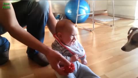 Funny Babies Laughing Hysterically at Dogs Complication