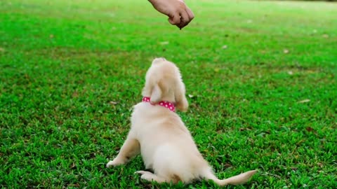 Cute Puppy | Cutest Puppies | Innocent Puppies