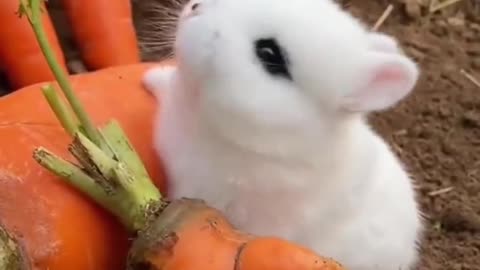 A lovely rabbit