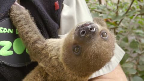 Baby Sloth Eats Apples and Cuddles Keeper