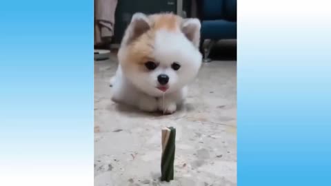 So Cute and funny puppy