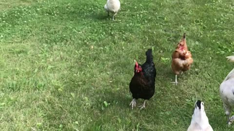 Our chickens