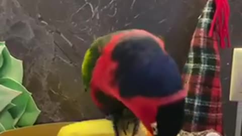 Cute funny pet habbits . Birds like Parrot lovers .