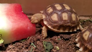 Baby tortoise