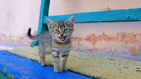 Homeless gray kitten is walking on the street