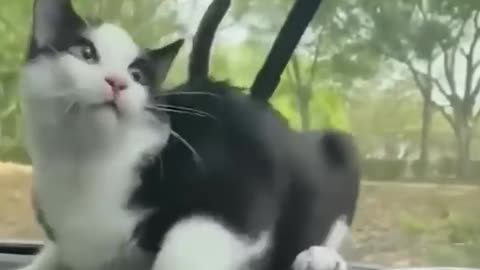 Cat funny moment