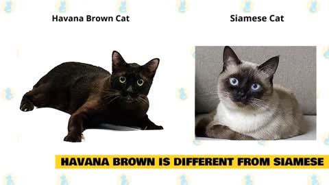 Havana Brown Cats 101 : Fun Facts & Myths
