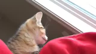 Cute kitten on shoulder