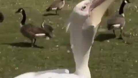 Pigeon swallowed by pelican 😨😱