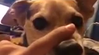 Funny angry dog