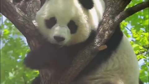 The panda on the tree
