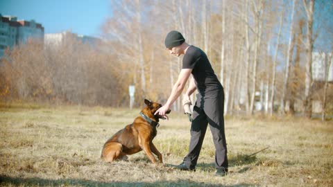 A man training a german shepherd dog in the park