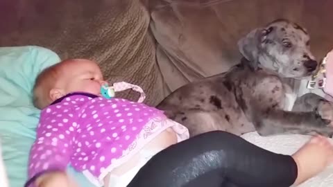 Dogs are the best friend of Babies 53