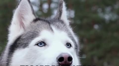 Husky Hysteria! 3 Surprising Siberian Husky Facts #doglover #animals #shorts