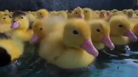 Cute duck videos 2021 Cute and funny animals videos 2021
