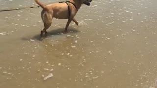 Dogs first beach trip