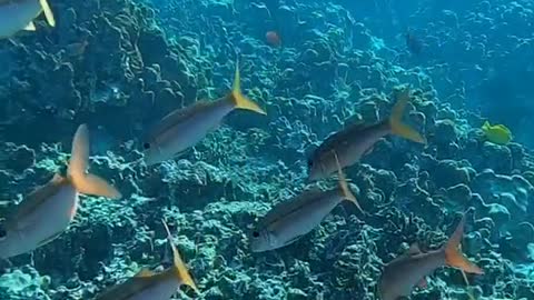 oceanlover#underwater#reef#freedive