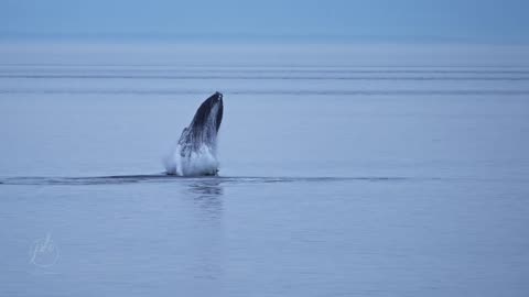 Humpback whale jumping