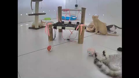 Cats playing on the playground