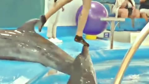 Dolphin Extravaganza: Captivating Playtime Moments Gone Viral!🐬🌟