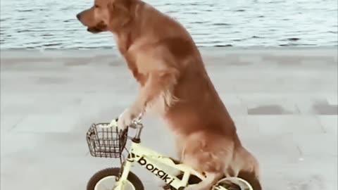 Funniest dog cycling 🤣🤣
