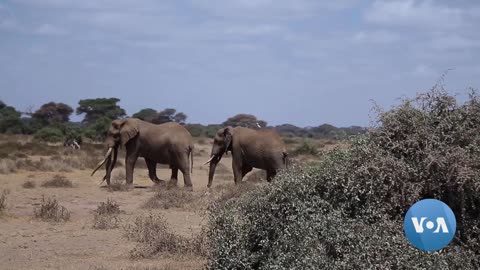 Elephant Conservation Helping Fight Climate Change in Africa