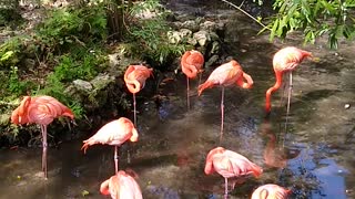 Florida Flamingos in Homosassa Springs Wildlife Park