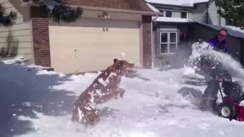 Adorable Dogs Play In The Snow Enjoying The Winter Magic