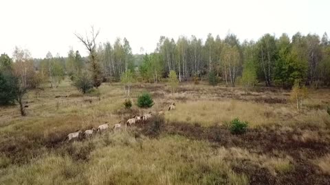 Rare Wild Horses Thrive In Chernobyl With No Humans