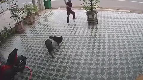 Man chasing dog. Defend against dog attack - Funny moments.