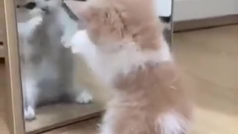 Funny Cat Videos