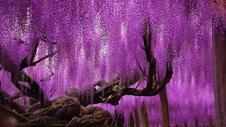 Some Of The World's Most Magnificent Looking Trees