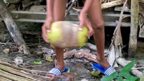 Village boys pluck coconuts from coconut trees