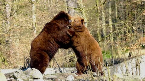 2 Brown Bears Play-Fighting