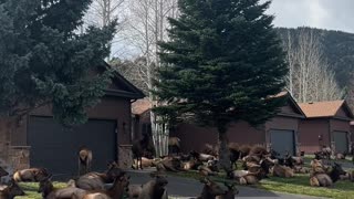 Elk Take Over Neighborhood in Estes Park, Colorado