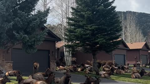 Elk Take Over Neighborhood in Estes Park, Colorado