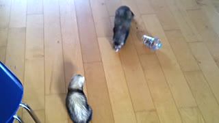 Ferret Fun