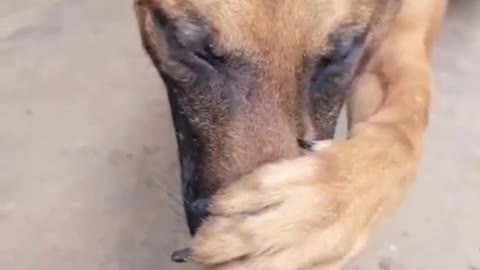 Dog Reaction after the smell of foot.