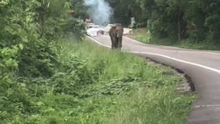 Elephant Intimidates Cars