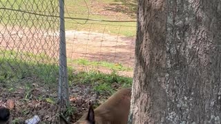 Abused rescue dog learns new trick. She so proud of herself!!🐕