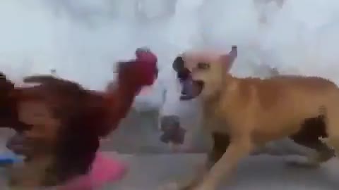 Dog and murga to fighting