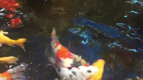 Very Beautiful Koi Fish