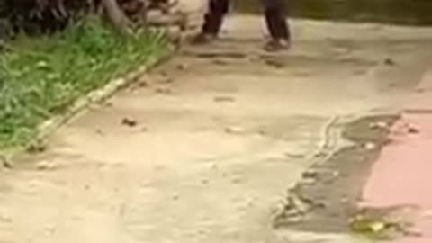 En video quedó registrado el momento en que un hombre intenta asfixiar a un gato en Bucaramanga