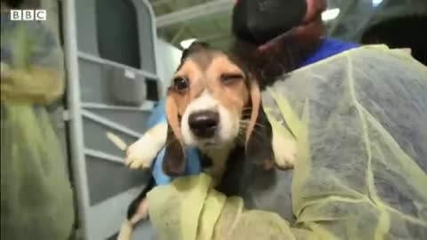 Homes needed for 4,000 beagles rescued from US breeder-2