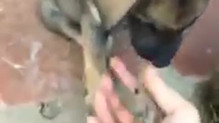 Cute dog shaking hands with owner - super cute