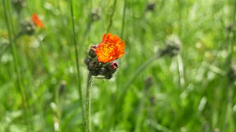 Beautiful Wild Flower Videos on Pexels SHORT VIDEO 4K