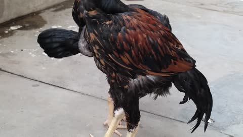 Pakistani Aseel Cock Rooster 2021